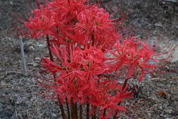 Red Spider Lily Bulbs ,Lycoris radiata - Caribbean garden seed
