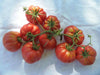 Red Ruffled Eggplant Seeds a.k.a Hmong Red - Caribbean garden seed
