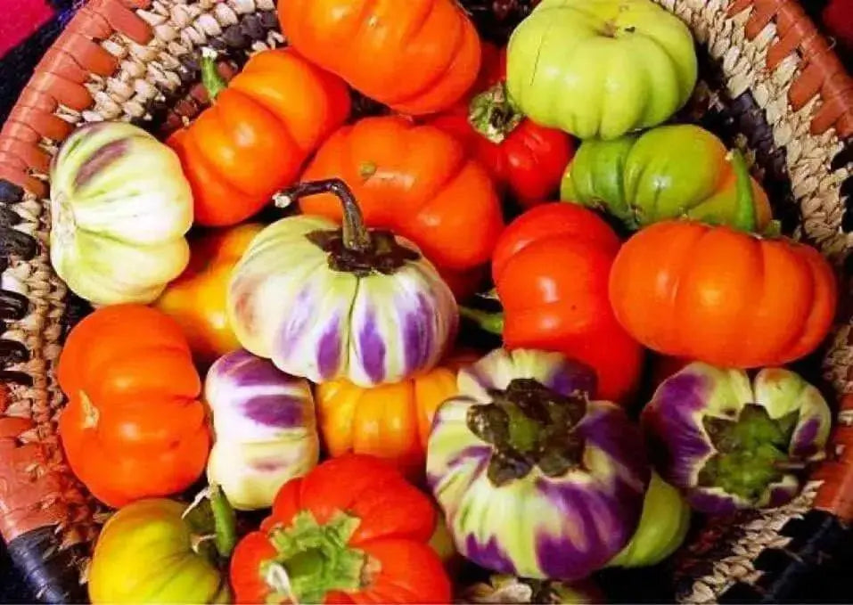 Red Ruffled Eggplant Seeds a.k.a Hmong Red - Caribbean garden seed