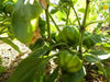 Red Ruffled Eggplant Seeds a.k.a Hmong Red - Caribbean garden seed