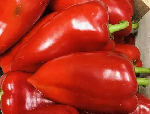 RED SWEET PEPPER SEEDS -elephant's ear, Capsicum annuum, SWEET PEPPER - Caribbean garden seed