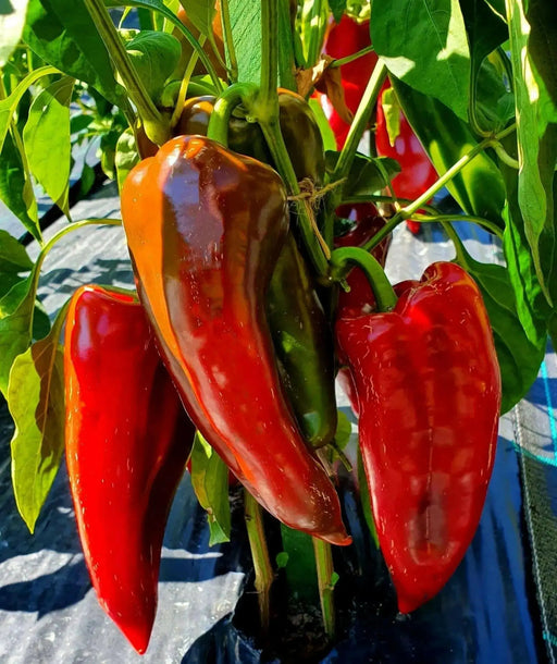 RED SWEET PEPPER SEEDS -elephant's ear, Capsicum annuum, SWEET PEPPER - Caribbean garden seed