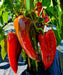 RED SWEET PEPPER SEEDS -elephant's ear, Capsicum annuum, SWEET PEPPER - Caribbean garden seed