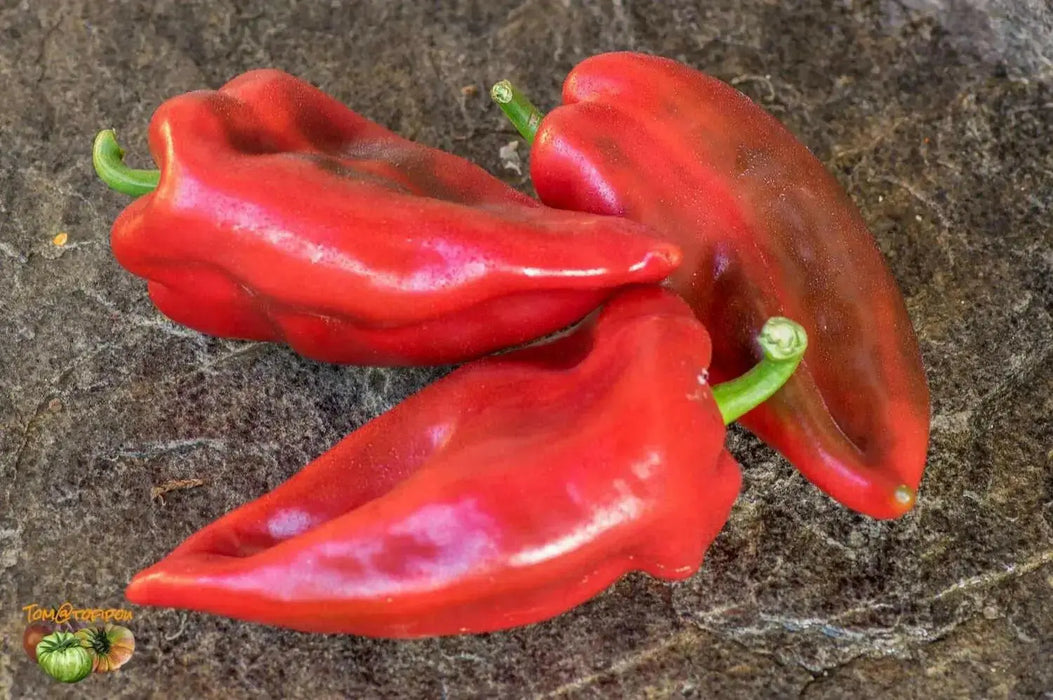 RED SWEET PEPPER SEEDS -elephant's ear, Capsicum annuum, SWEET PEPPER - Caribbean garden seed