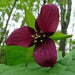 Red trillium ( plant/Root) Perennial native wildflower - Caribbean garden seed