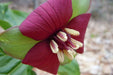 Red trillium ( plant/Root) Perennial native wildflower - Caribbean garden seed