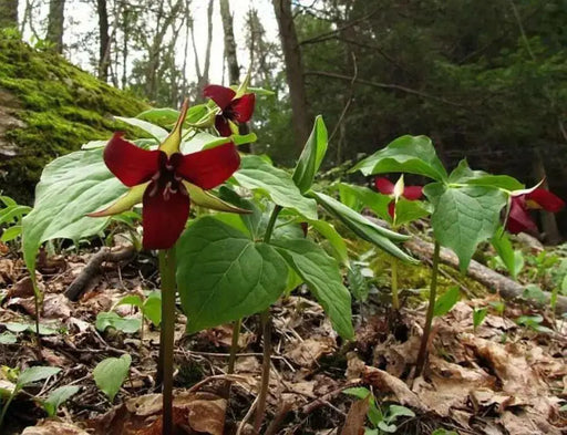 Red trillium ( plant/Root) Perennial native wildflower - Caribbean garden seed