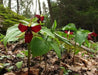Red trillium ( plant/Root) Perennial native wildflower - Caribbean garden seed
