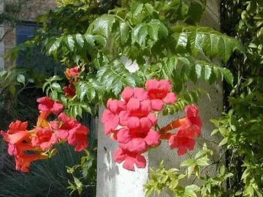 RED Trumpet CREEPER SEED ,PERENNIAL FLOWERS - Caribbean garden seed