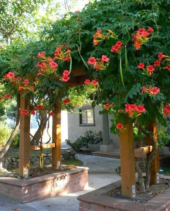 RED Trumpet CREEPER SEED ,PERENNIAL FLOWERS - Caribbean garden seed