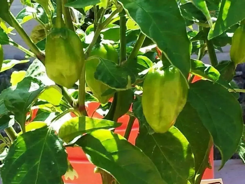 Red Savina Pepper Seeds(Capsicum chinense ),Open Pollinated - Caribbean garden seed