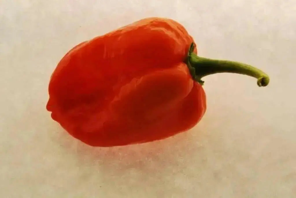 Red Savina Pepper Seeds(Capsicum chinense ),Open Pollinated - Caribbean garden seed