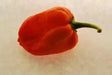 Red Savina Pepper Seeds(Capsicum chinense ),Open Pollinated - Caribbean garden seed