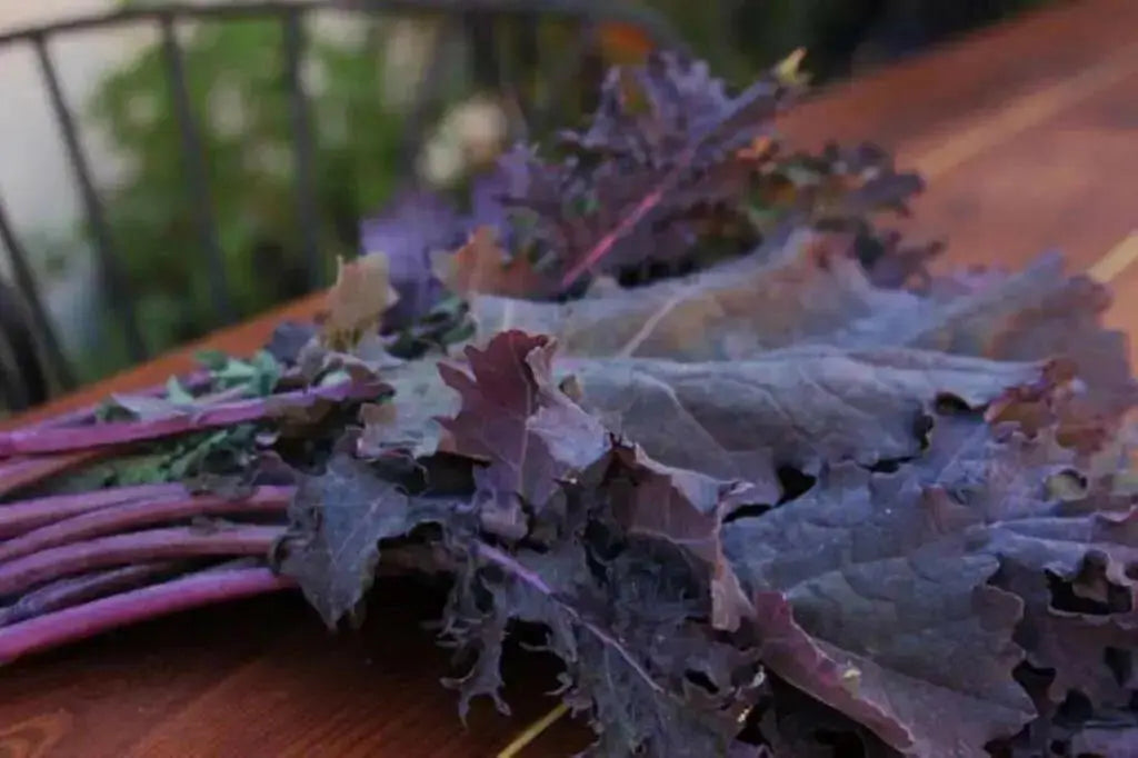 Red Russian Kale Seeds,~ Microgreens/Babyleaf/full maturity - Caribbean garden seed