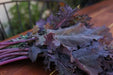 Red Russian Kale Seeds,~ Microgreens/Babyleaf/full maturity - Caribbean garden seed