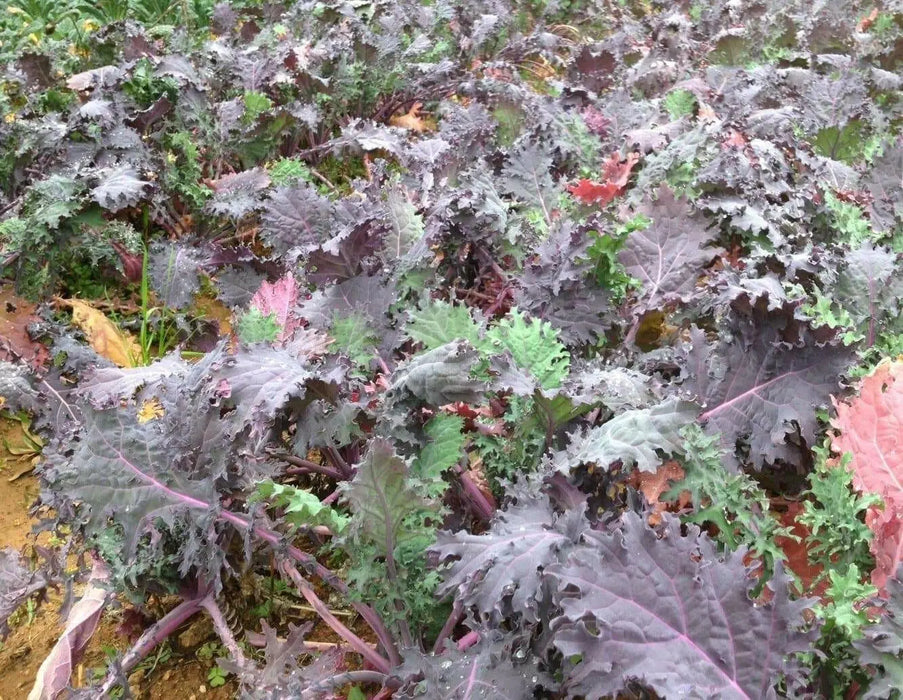 Red Russian Kale Seeds,~ Microgreens/Babyleaf/full maturity - Caribbean garden seed