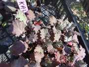 Red Russian Kale Seeds,~ Microgreens/Babyleaf/full maturity - Caribbean garden seed