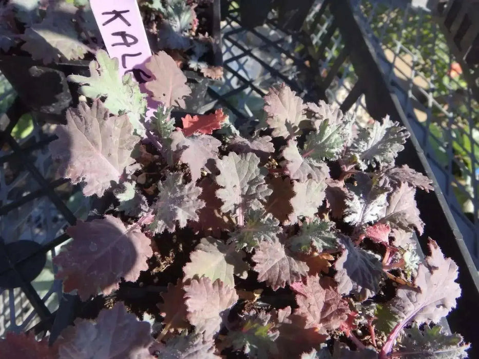 Red Russian Kale Seeds,~ Microgreens/Babyleaf/full maturity - Caribbean garden seed