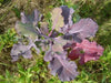 Red Russian Kale Seeds,~ Microgreens/Babyleaf/full maturity - Caribbean garden seed