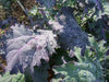 Red Russian Kale Seeds,~ Microgreens/Babyleaf/full maturity - Caribbean garden seed