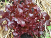 Red Salad Bowl Leaf Lettuce , Vegetable Seeds ! - Caribbean garden seed