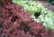 Red Salad Bowl Leaf Lettuce , Vegetable Seeds ! - Caribbean garden seed
