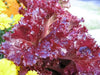 Red Salad Bowl Leaf Lettuce , Vegetable Seeds ! - Caribbean garden seed