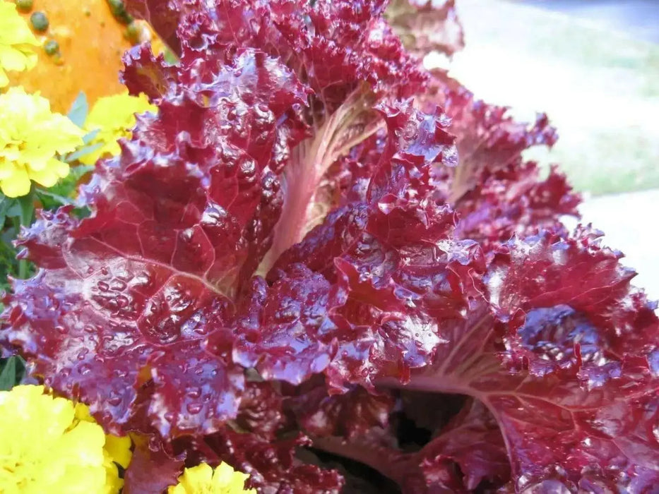Red Salad Bowl Leaf Lettuce , Vegetable Seeds ! - Caribbean garden seed