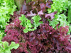 Red Salad Bowl Leaf Lettuce , Vegetable Seeds ! - Caribbean garden seed