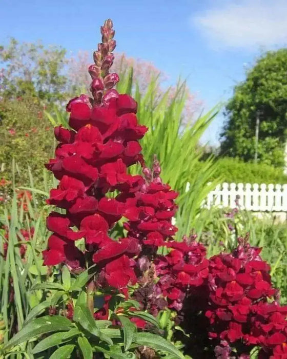 Red Snapdragon Flowers Seed, - Caribbean garden seed