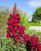 Red Snapdragon Flowers Seed, - Caribbean garden seed