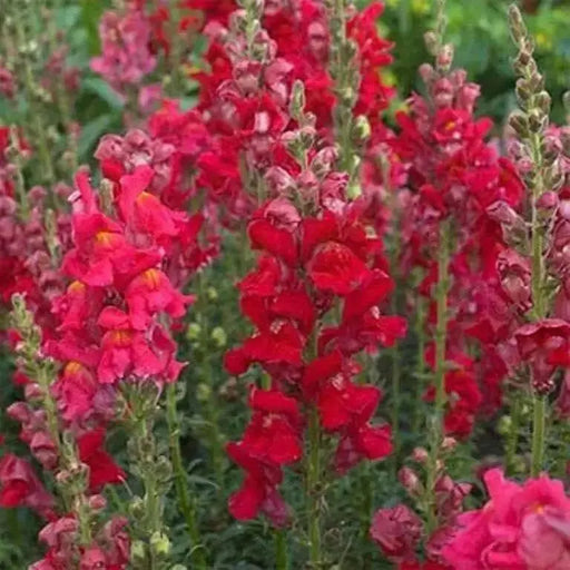 Red Snapdragon Flowers Seed, - Caribbean garden seed