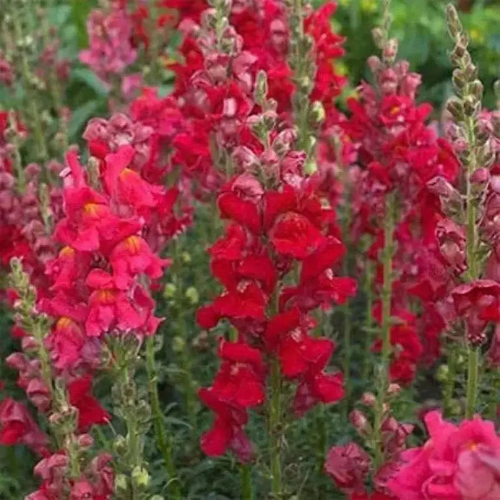 Red Snapdragon Flowers Seed, - Caribbean garden seed