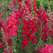 Red Snapdragon Flowers Seed, - Caribbean garden seed