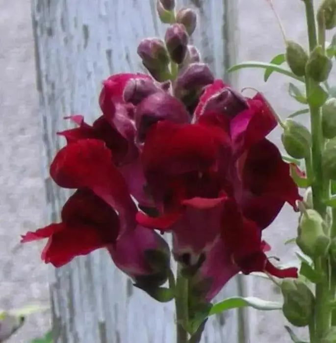 Red Snapdragon Flowers Seed, - Caribbean garden seed