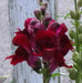 Red Snapdragon Flowers Seed, - Caribbean garden seed