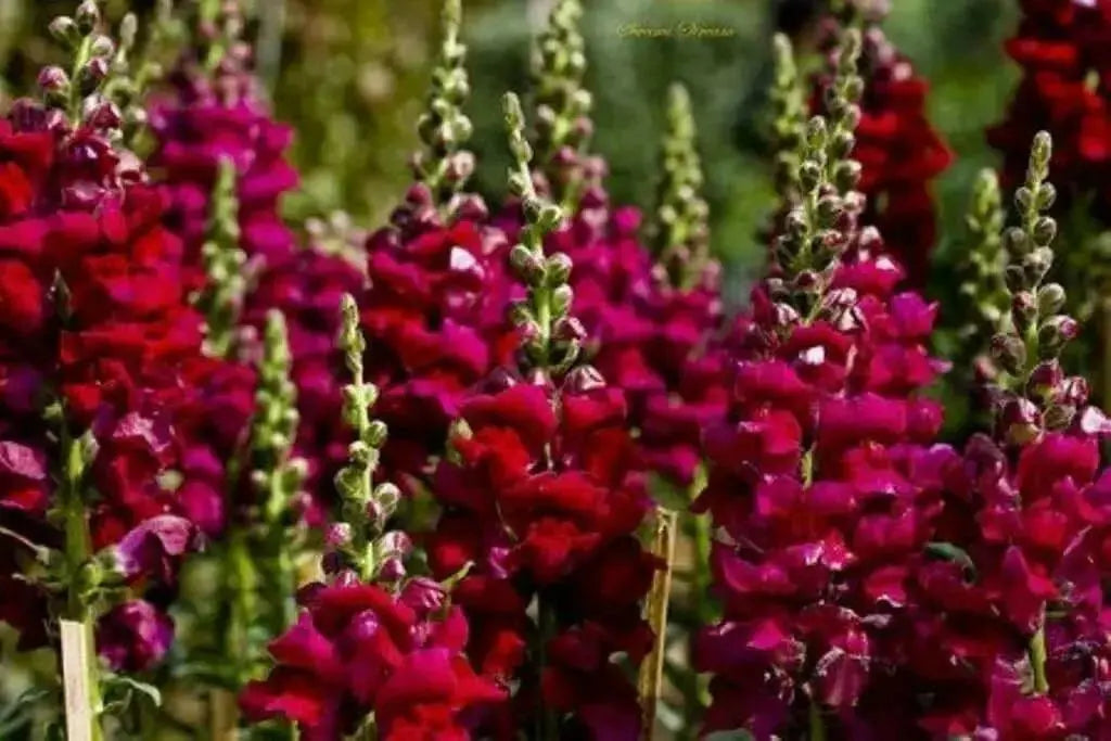 Red Snapdragon Flowers Seed, - Caribbean garden seed