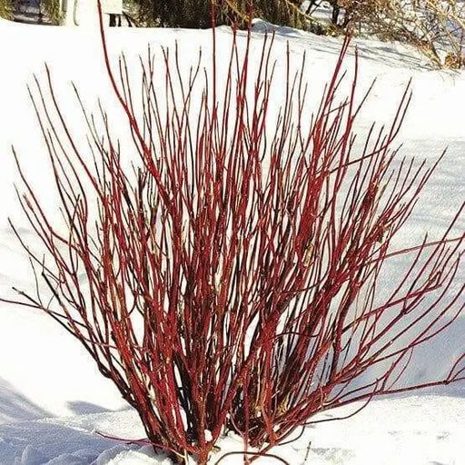 Red Twig  Dogwood live PLANT, perennial  SHRUB - Caribbean garden seed