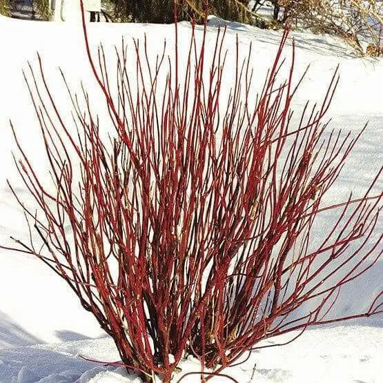 Red Twig  Dogwood live PLANT, perennial  SHRUB - Caribbean garden seed