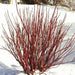 Red Twig  Dogwood live PLANT, perennial  SHRUB - Caribbean garden seed