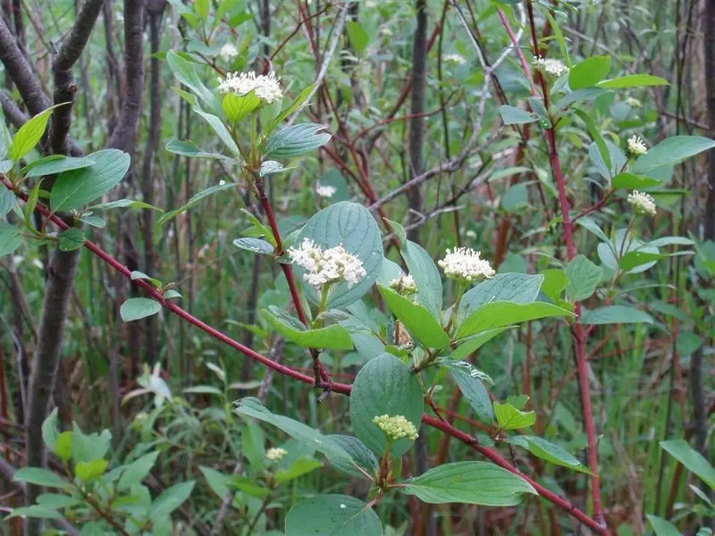 Red Twig  Dogwood live PLANT, perennial  SHRUB - Caribbean garden seed