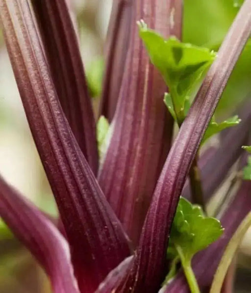 Red Venture Celery Seeds, herb - Caribbean garden seed