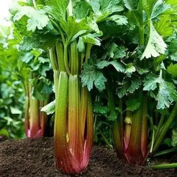 Red Venture Celery Seeds, herb - Caribbean garden seed