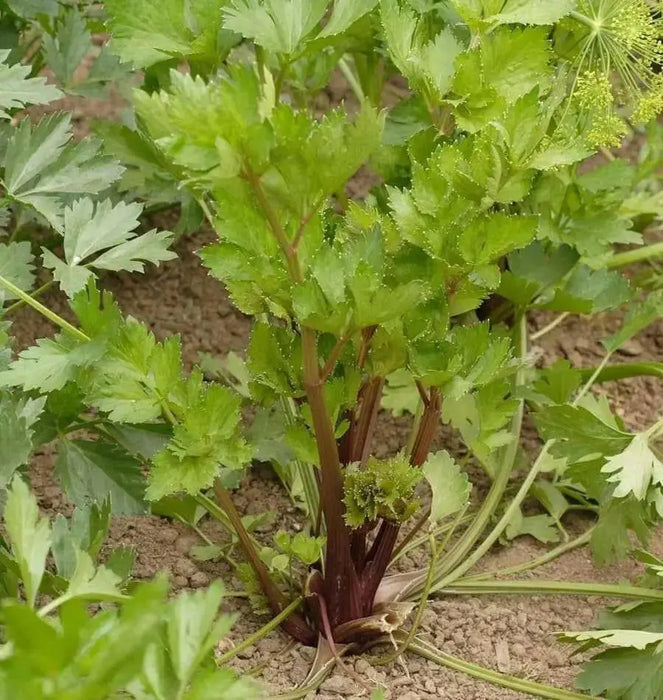Red Venture Celery Seeds, herb - Caribbean garden seed
