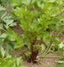 Red Venture Celery Seeds, herb - Caribbean garden seed