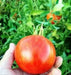 RED ZEBRA TOMATO - HEIRLOOM SEEDS - Beautiful,Delicious,Tangy Salad Tomato ! - Caribbean garden seed