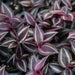 Red wandering jew (3 LIVE PLANTS) PERENNIAL VINE - Caribbean garden seed