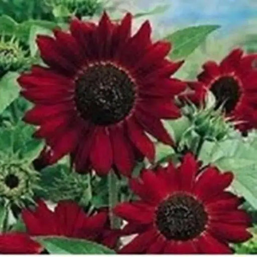 RED Sunflowers Seed, Summer flowers - Caribbean garden seed