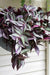 Red wandering jew (3 LIVE PLANTS) PERENNIAL VINE - Caribbean garden seed
