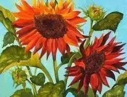 RED Sunflowers Seed, Summer flowers - Caribbean garden seed